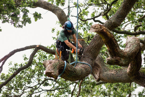 Best Tree Risk Assessment  in Newtown, PA